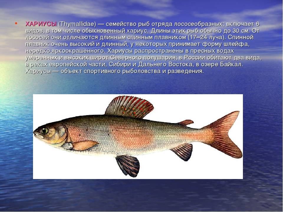 ???? омуль байкальский: где водится ценная рыба и интересные факты о ней