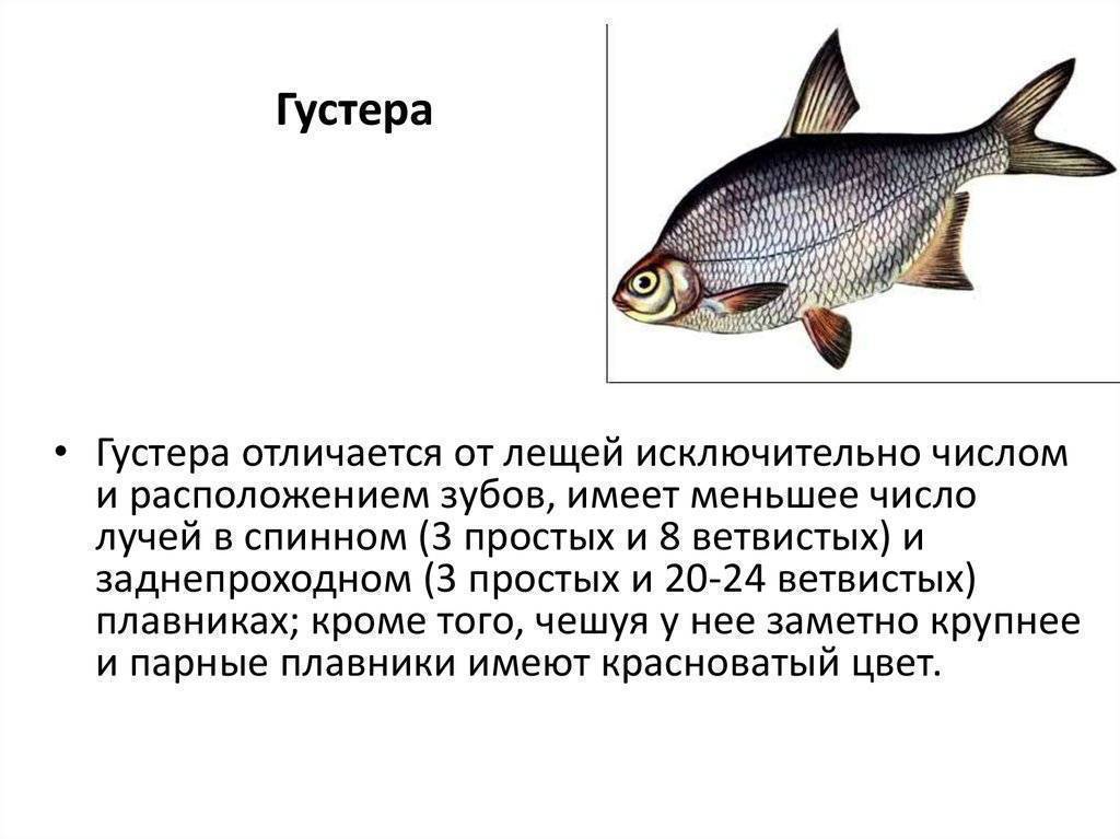 Рыба лещ