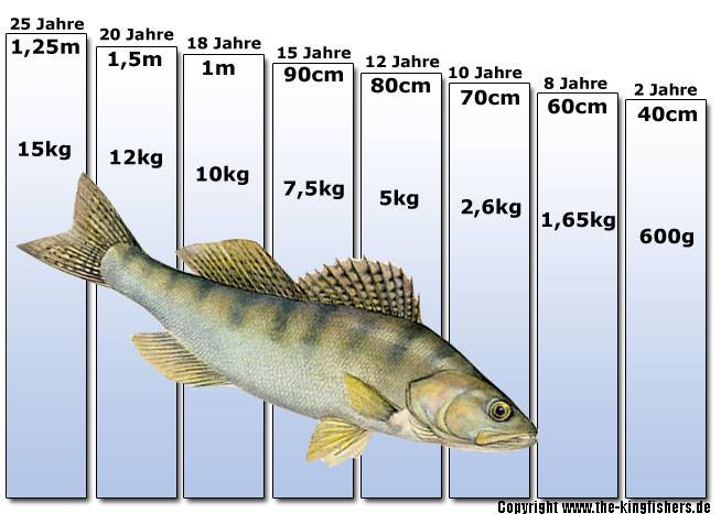 Продолжительность жизни рыбок. Судак Возраст и вес и рост. Судак Размеры. Судак Размеры и вес. Рост судака.
