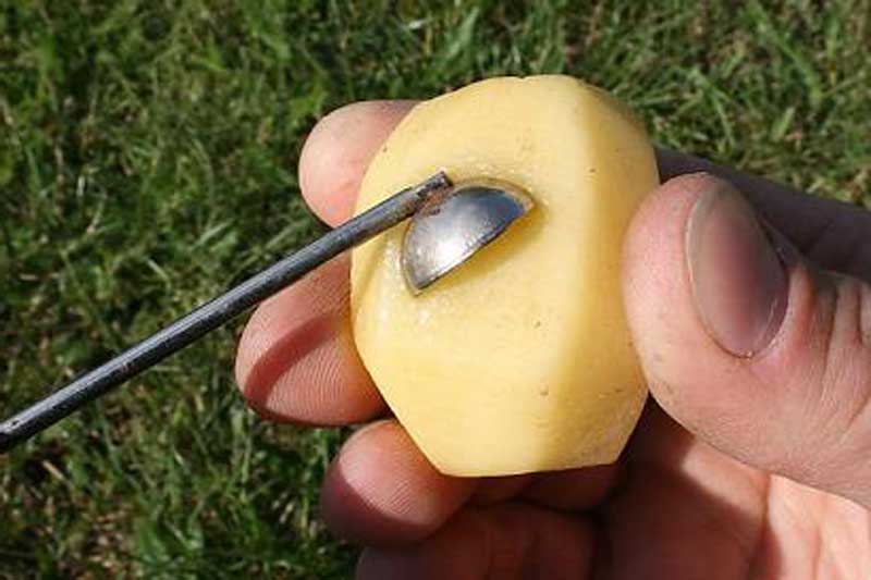 Ловля карпа на картошку: подготовка и монтаж снастей