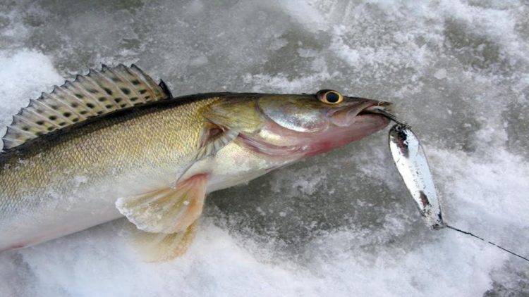 Ловля судака зимой: тактика и техника ловли, поиск рыбы на водоеме