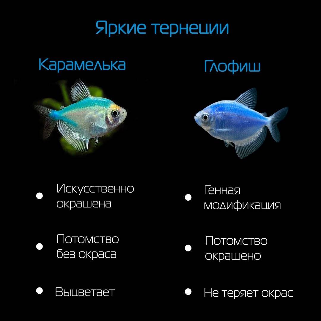 Тернеция: содержание и уход за аквариумной рыбкой