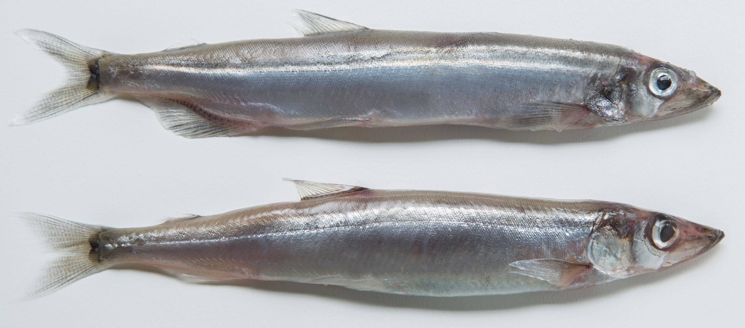 Мойва: краткая характеристика рыбы и особенности приготовления