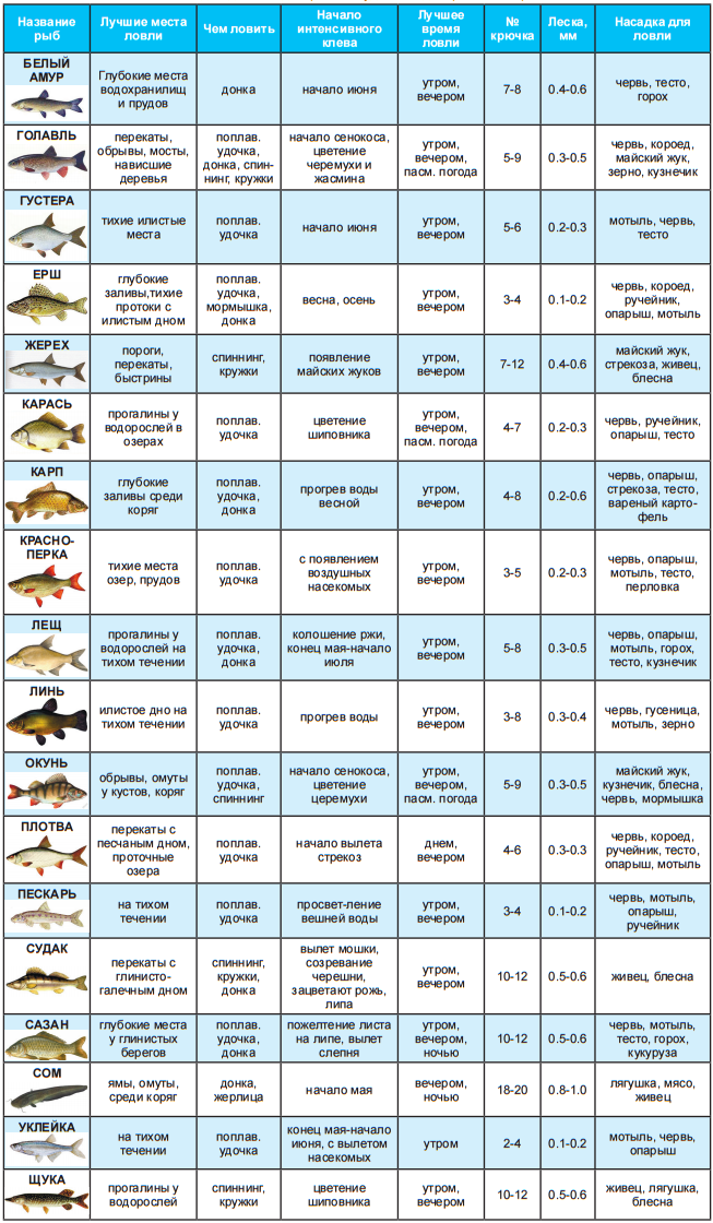 Клев клуб. Таблица рыболова. Рыбы таблица. Таблица для рыбаков. Таблица ловли рыбы.