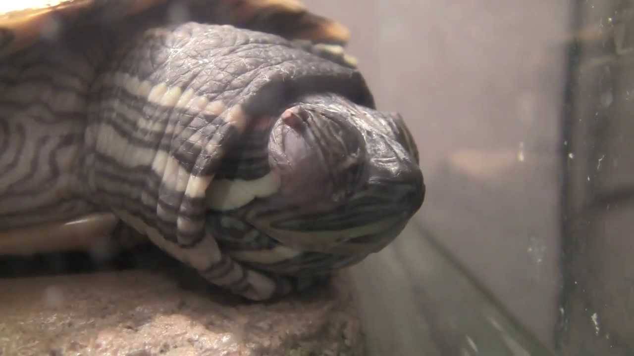 Спячка черепахи в домашних условиях. Спящие красноухие черепахи. Черепаха в анабиозе красноухая. Красноухая черепаха в спячке.