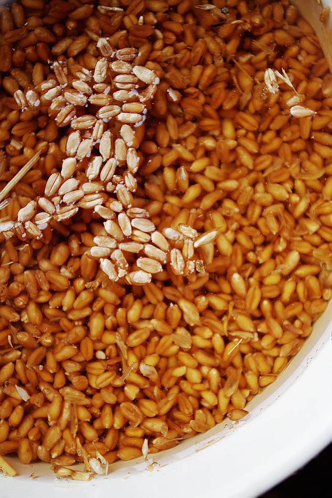 Пшеница для рыбалки: как приготовить насадку или прикормку из пшеницы