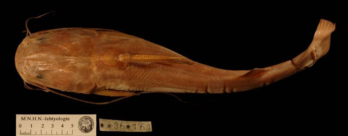 Колюшка трехиглая фото и описание – каталог рыб, смотреть онлайн