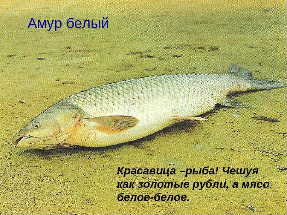 Белый амур – выбор оснастки для ловли