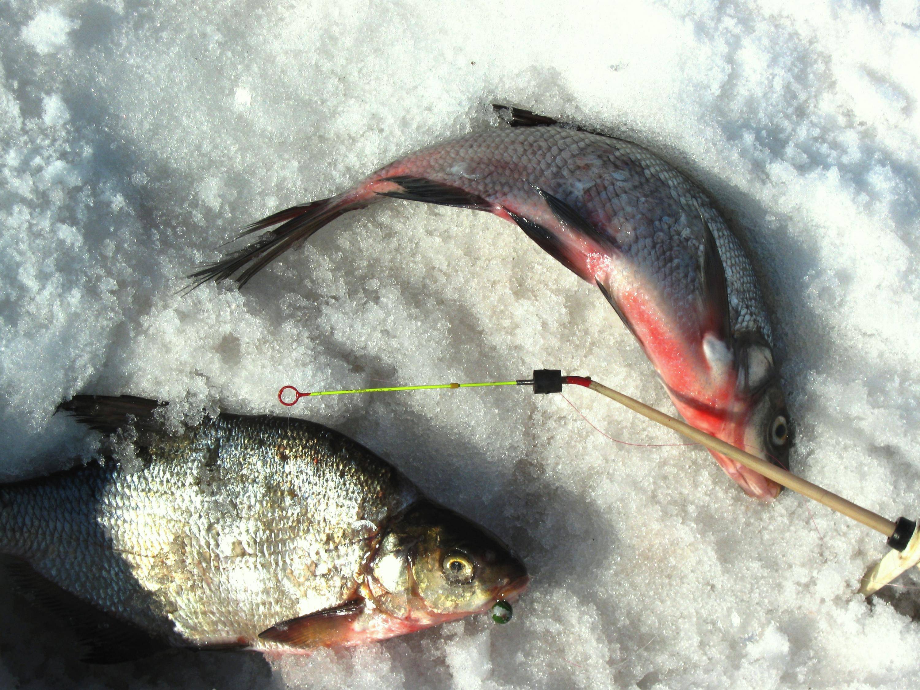Ловля леща зимой на течении: снасти и оснастка для рыбалки на реке и со льда, видео