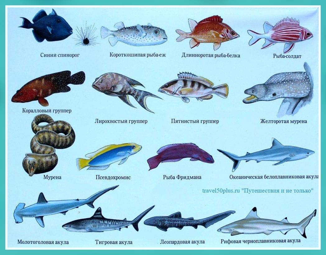 Морские аквариумные рыбки: названия и описание, фото видов