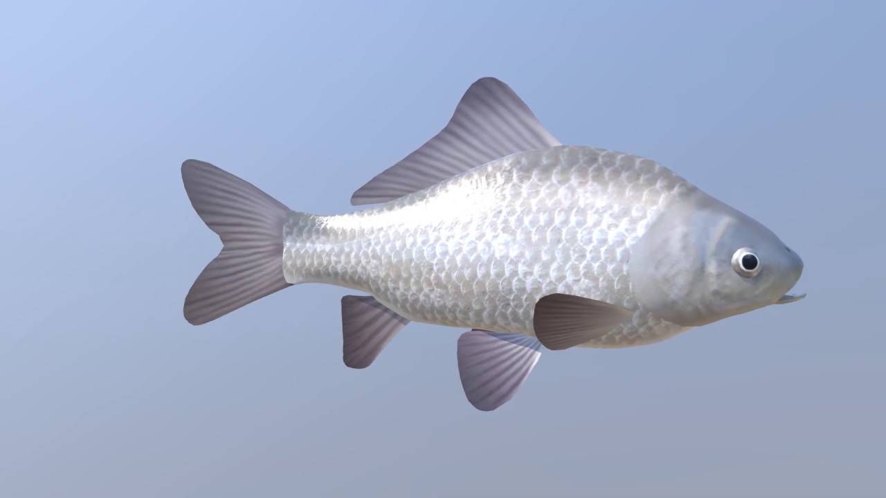 Рыба карась: описание вида, места обитания и особенности ловли