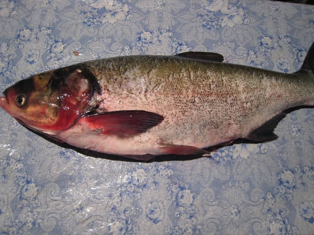 Рыба толстолобик: описание, фото, места обитания