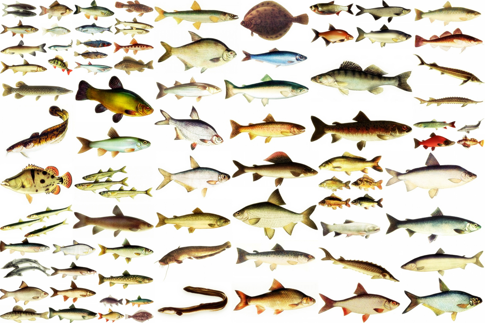 Самые большие пресноводные рыбы в мире по весу - лучшие топ 10