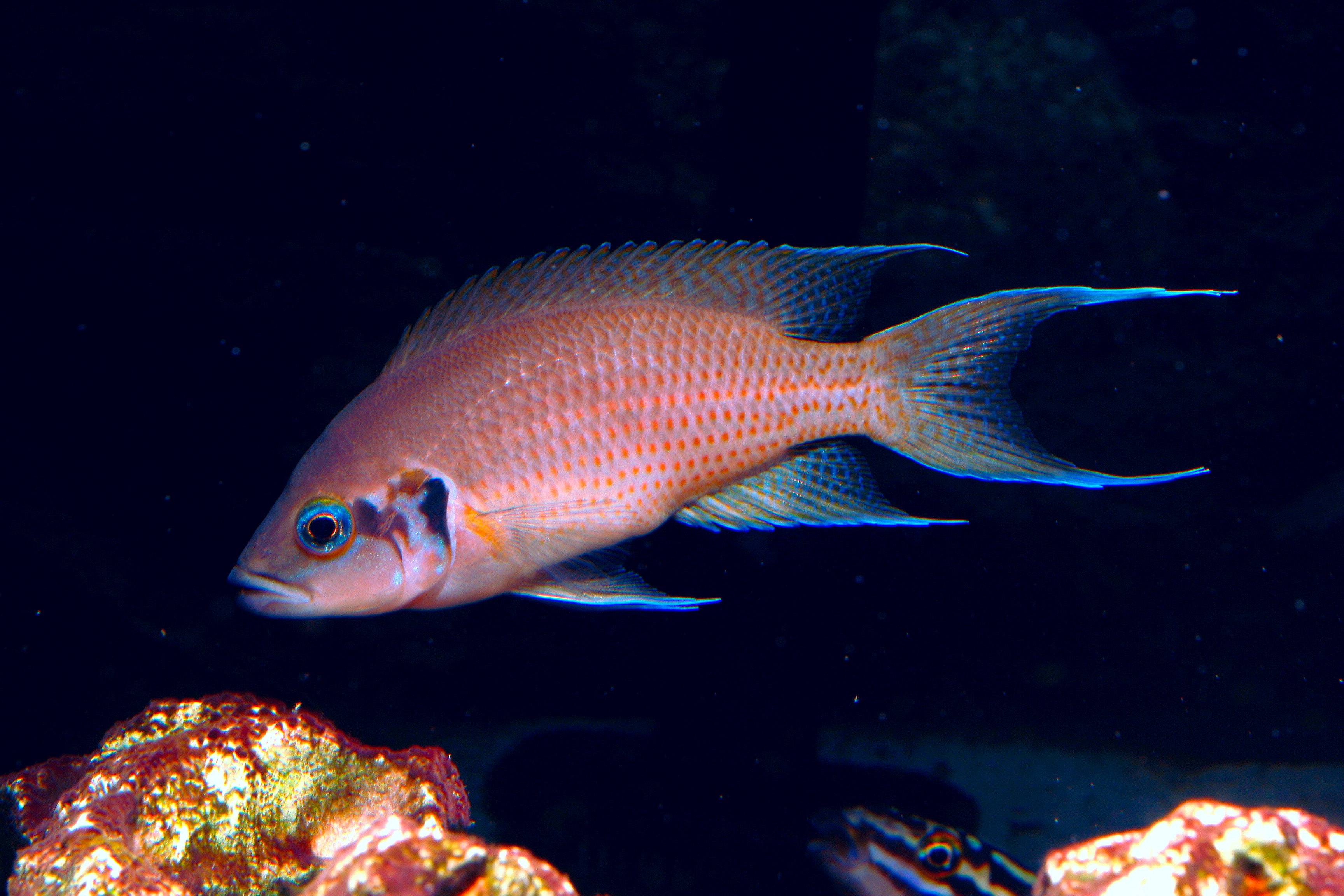 Аквариумная рыбка принцесса бурунди: фото, содержание и кормление, размножение и разведение.