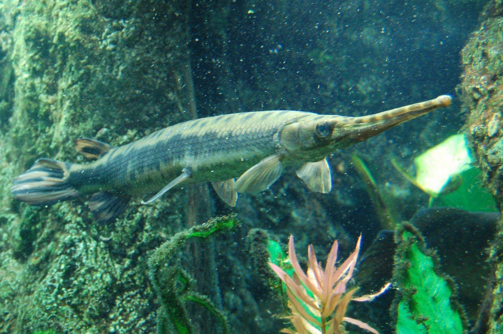 Панцирная щука или рыба-аллигатор: ужас реки миссисипи