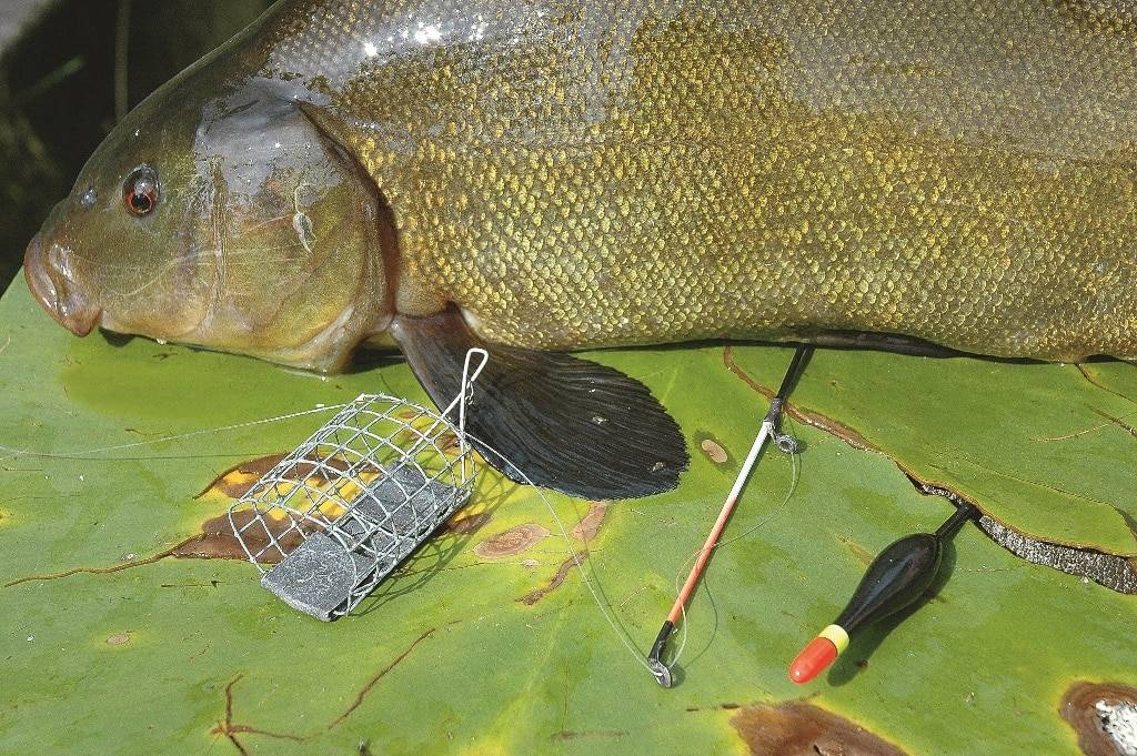 Ловля линя: рыбалка на поплавочную удочку, на что клюет, где ловить, как приготовить прикормку, как поймать золотистую рыбу осенью, что такое бойлы кровля