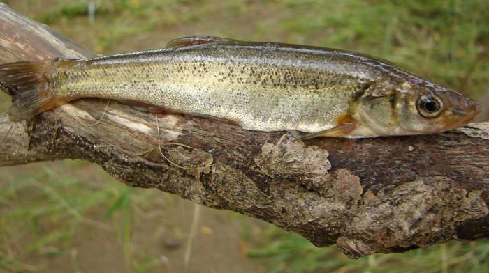 Рыба гольян обыкновенный, озерный – википедия