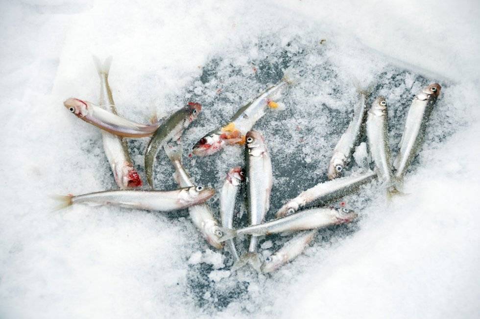 Корюшка весной – особенности поведения рыбы, снасти, используемые для ее ловли