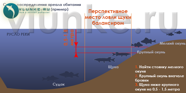 Места обитания щуки. Место обитания щуки. Места ловли щуки. Места обитания судака. Давление для рыбалки.