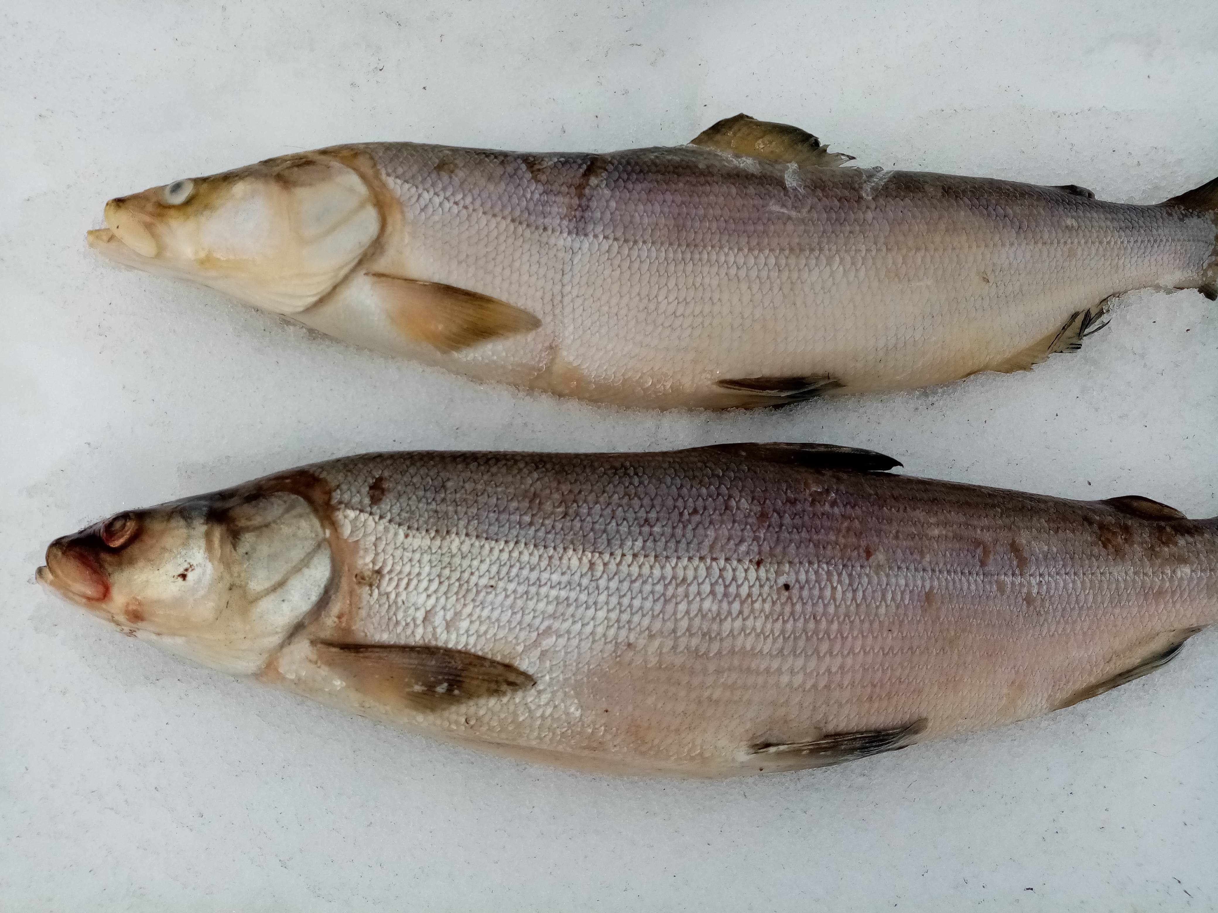Белорыбица что это за рыба, и как её готовить – 6 рецептов приготовления царской рыбы