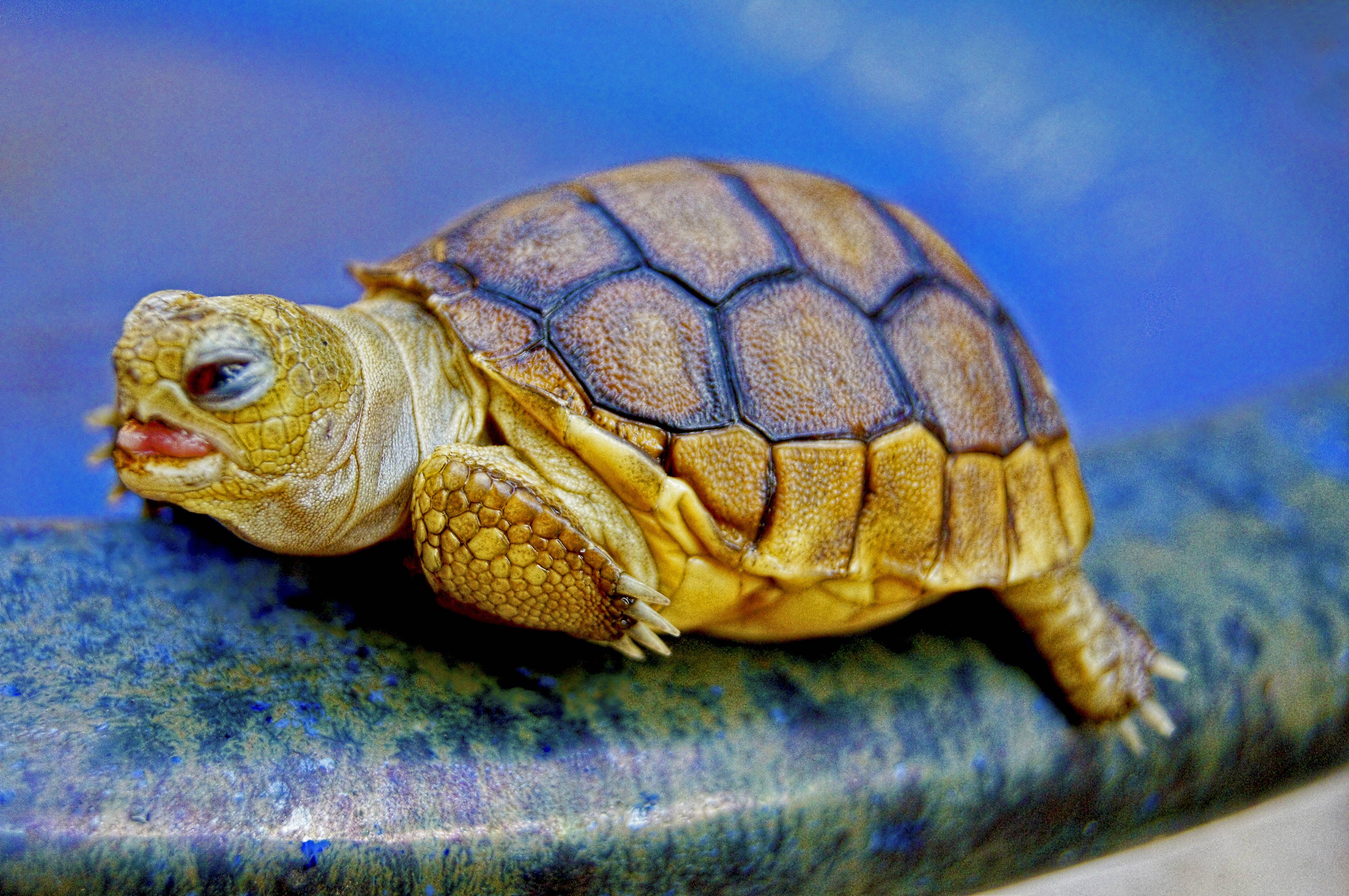 Какие черепахи относятся к морским. Кольчатая горбатая черепаха. Среднеазиатская черепаха детеныш. Карликовые Сухопутные черепахи. Желтоногая черепаха.