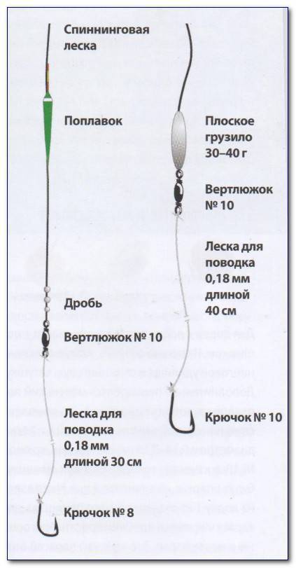 Ловля линя летом (июнь, июль, август): прикормка и насадки
