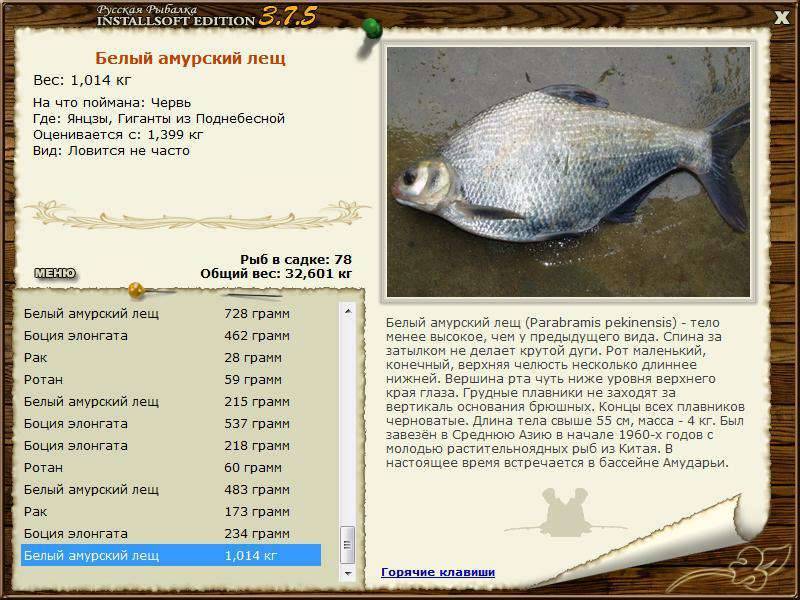Лещ (рыба). внешний вид, фото и описание | все о леще
