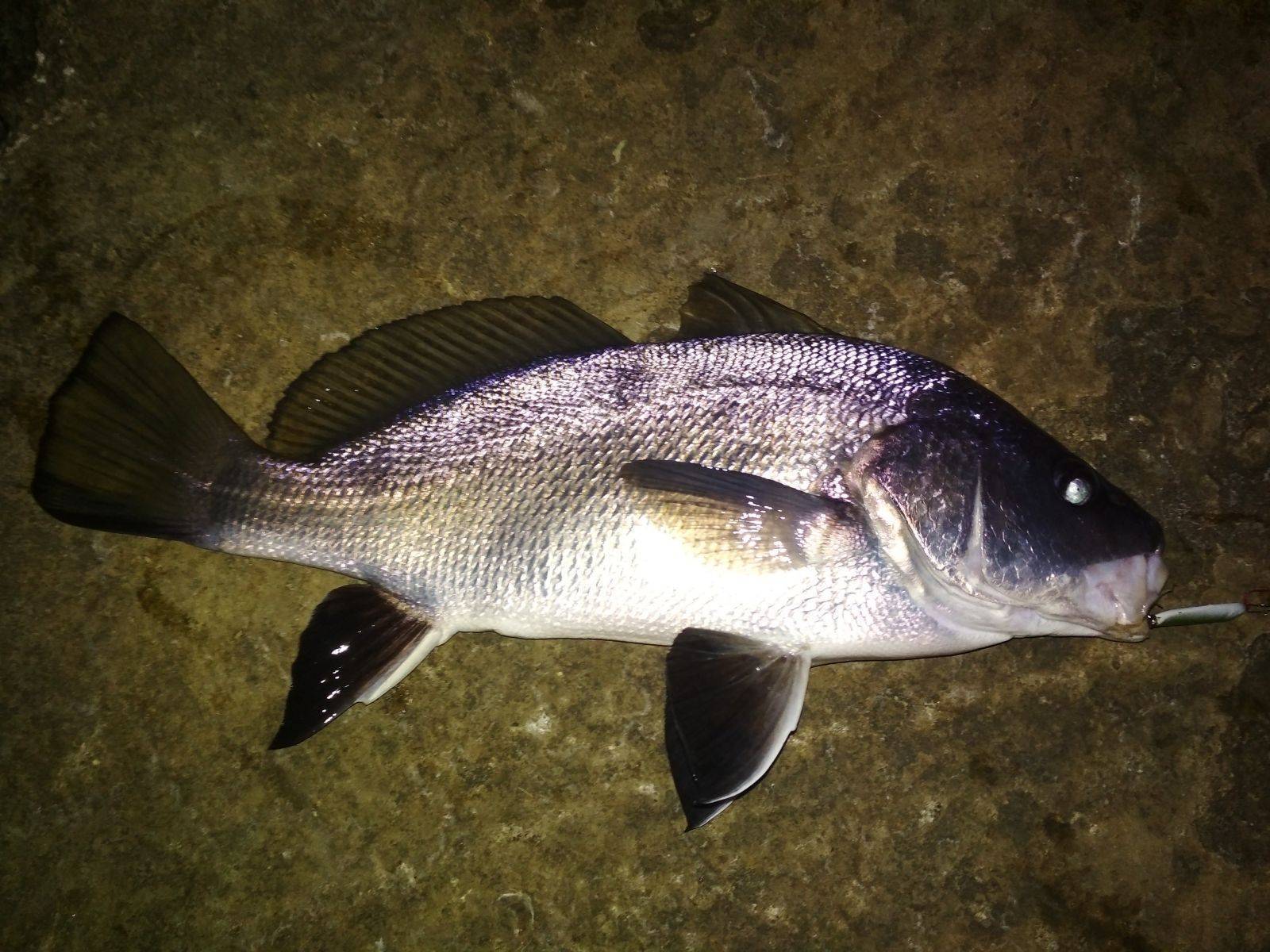 Рыба «Горбыль чёрный» фото и описание