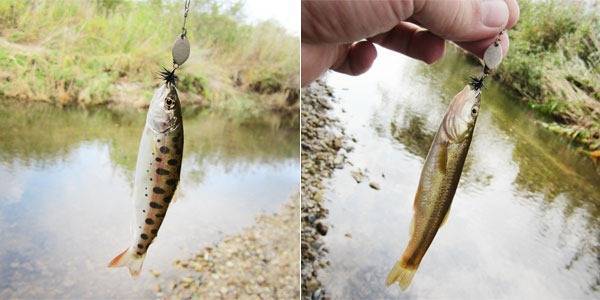 Озерная рыба голян: описание строения, образ жизни, способы приготовления