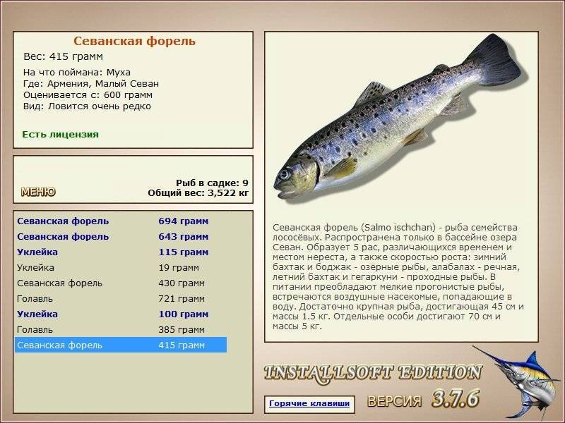 Севанская форель: разновидности, особенности ловли рыбы в озере севан