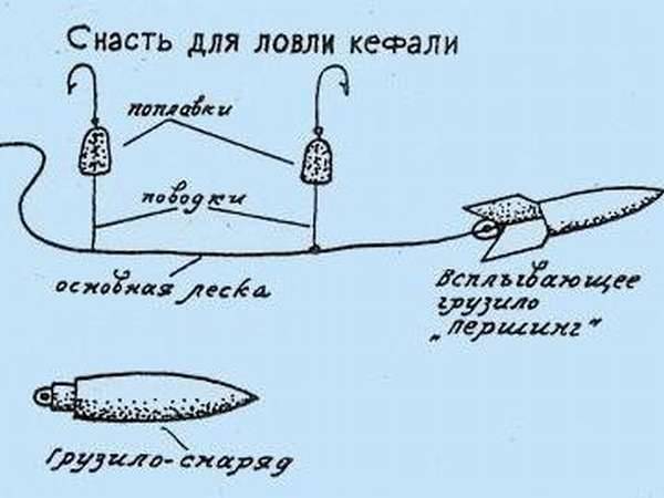 Пеленгас - подробное описание рыбы: где обитает, чем питается