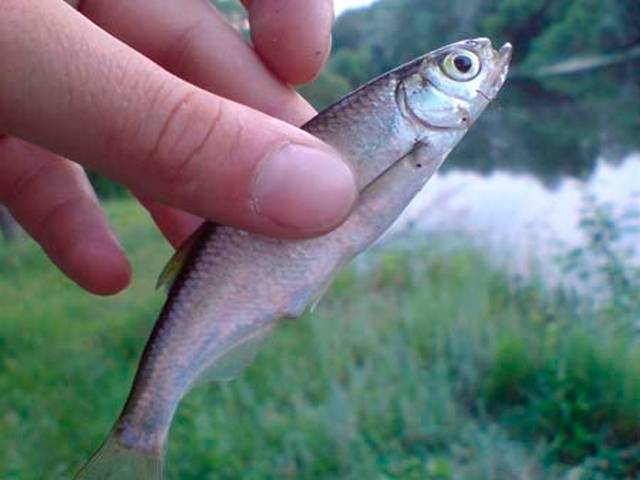 Елец: описание рыбы, фото, повадки, ловля и выбор снасти