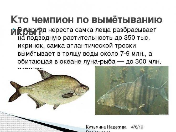 Нерест - fishingwiki