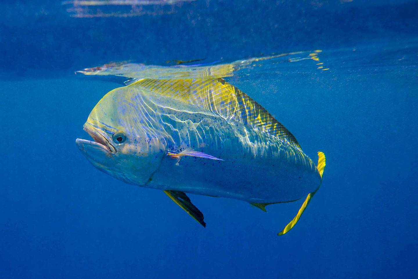 Рыба дорадо (dolphin fish, корифена) — описание, как, где и на что ловить