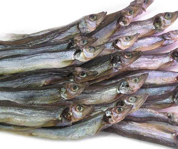 Рыба мойва - описание, как найти, особенности ловли