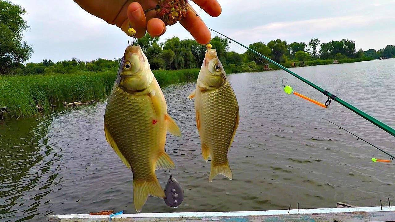 Летняя рыбалка на карася – советы по получению хорошего улова