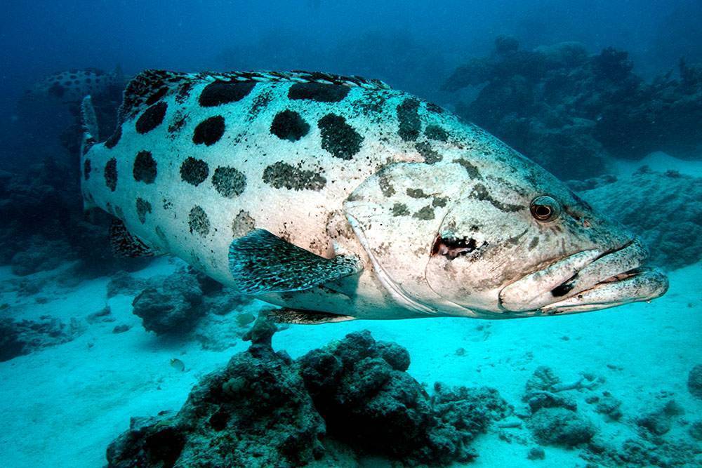 Топ 10: самые большие рыбы в мире - названия, фото и описание — природа мира