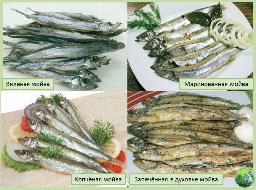 Мойва: калорийность и полезные свойства рыбы | food and health