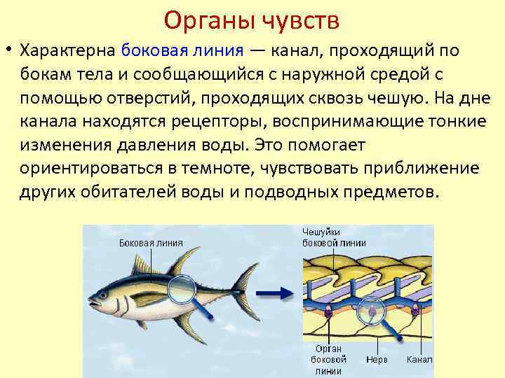Органы чувств рыб. строение органов зрения, слуха, боковой линии > лаборатория фитоинвазий