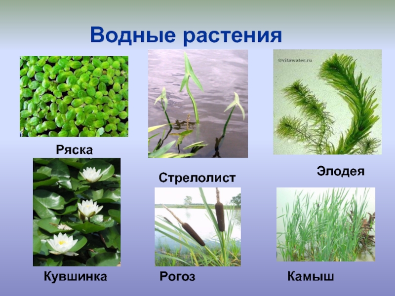 Водные ресурсы, наличие рек, озер. московская область
