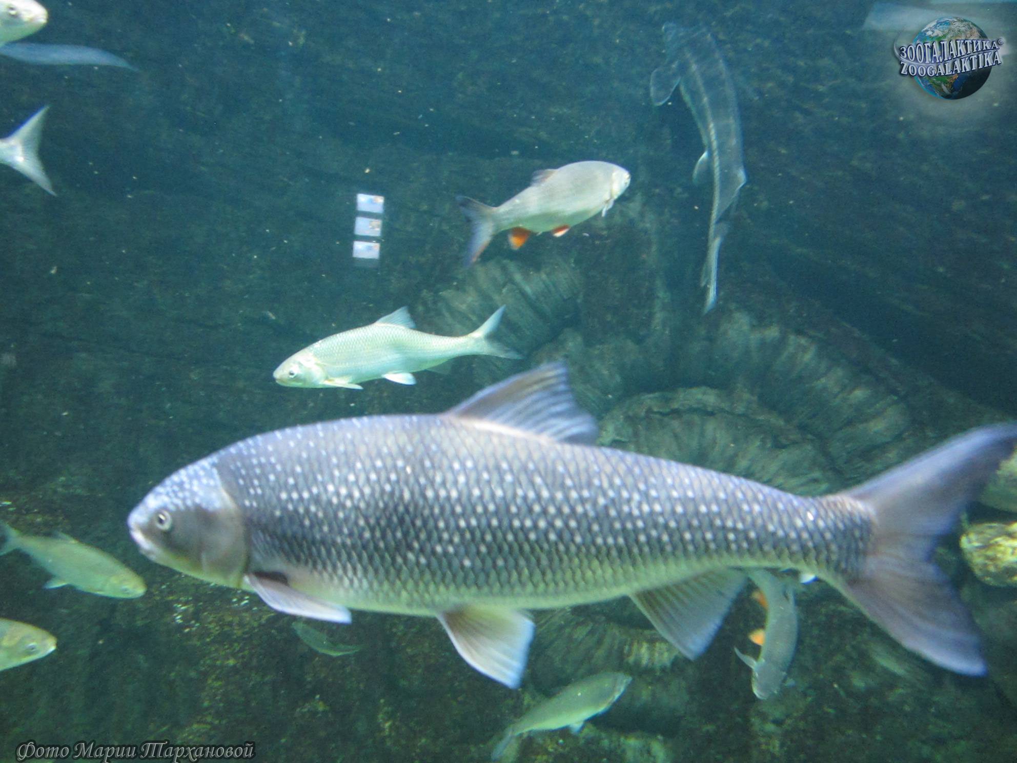 Рогозубообразные, или однолегочные рыбы (ceratodontiformes)