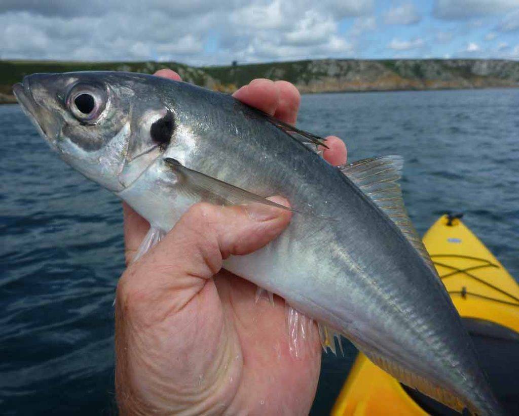 Рыбы черного моря – фото, названия и описание по видам