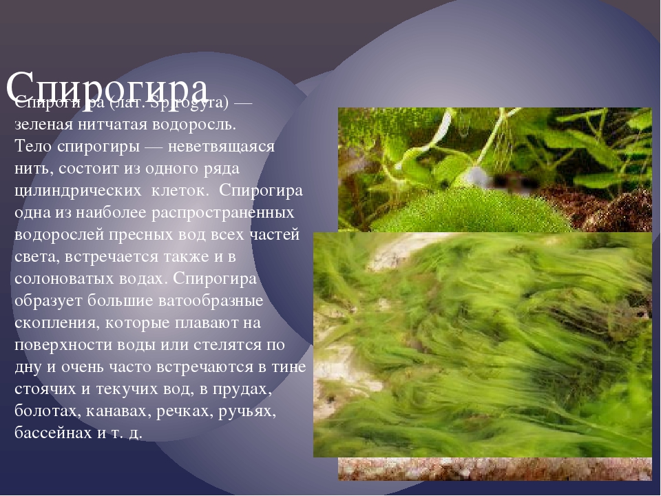 Спирогира 5. Зеленые водоросли спирогира. Водоросль спирогира местообитание. Интересные факты о водорослях. Доклад про водоросли.