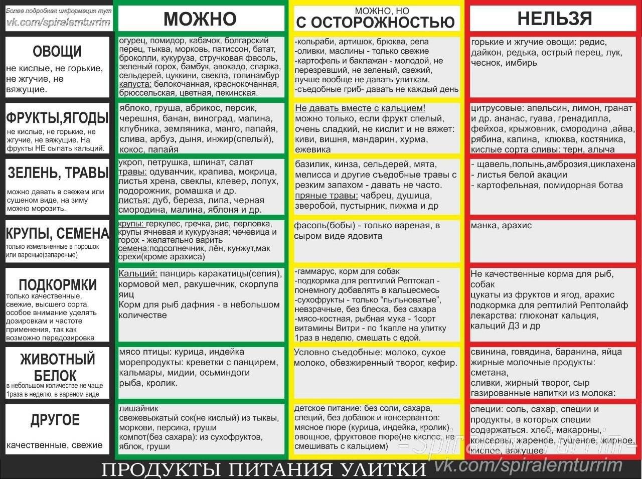 Чем и как кормить африканскую улитку: 10 простых правил - ахатины: уход, со...