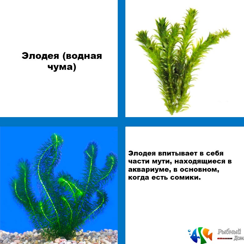 Аквариумное растение элодея: фото и описание, уход и содержание - ribulki.ru
