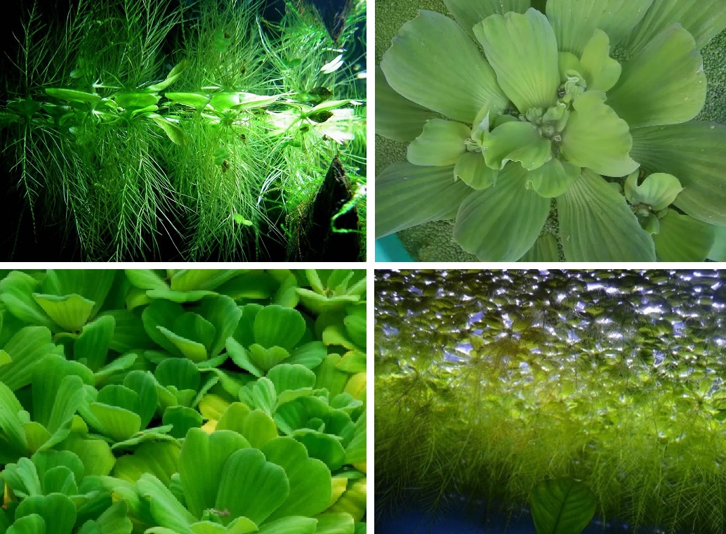 Пистия: аквариумное растение, фото и условия содержания