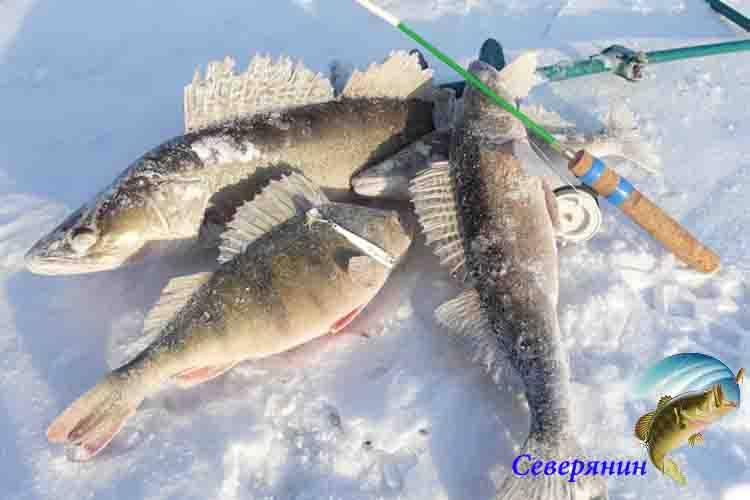 Ловля судака зимой: снасти и приманки на судака для зимней ловли, где искать и как ловить со льда