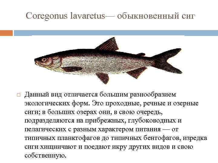 Рыба сиг: описание вида, особенности поведения, основные способы ловли