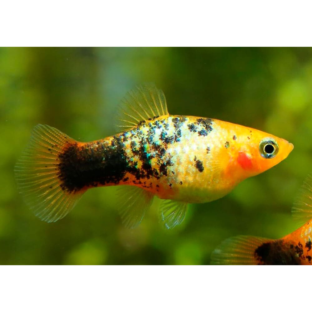 Пецилия: виды, уход, содержание, фото, видео, размножение, описание, совместимость | аквариумные рыбки