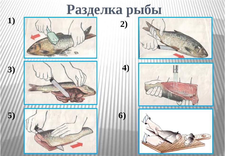Как реанимировать рыбу. Этапы разделки чешуйчатой рыбы. Схема разделки чешуйчатой рыбы. Схема разделки рыбы на филе. Схема обработки рыбы с костным скелетом.